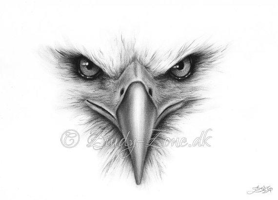 Eagle face On