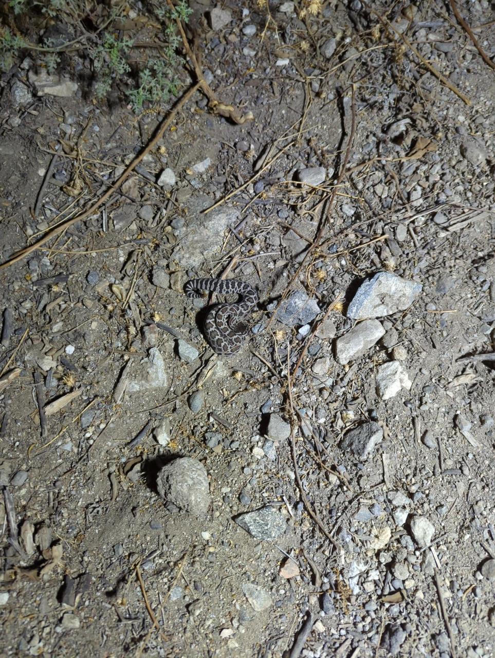 snake1